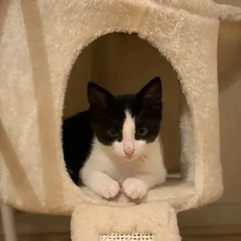 Figaro / Domino photo 3