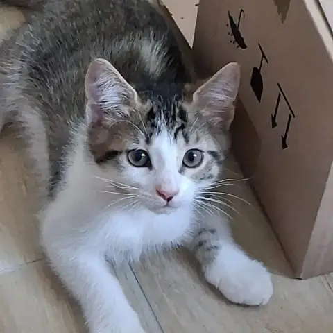 Boo