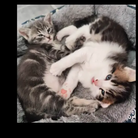 Kiara Et Kion