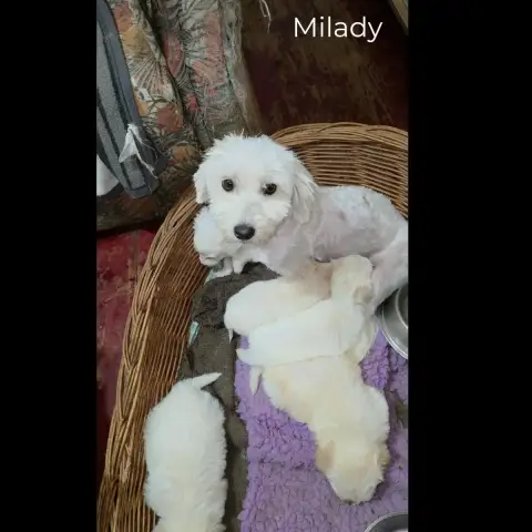 Milady photo 2