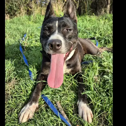 Octavia photo 3