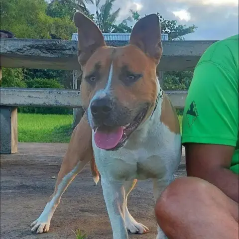 Balou