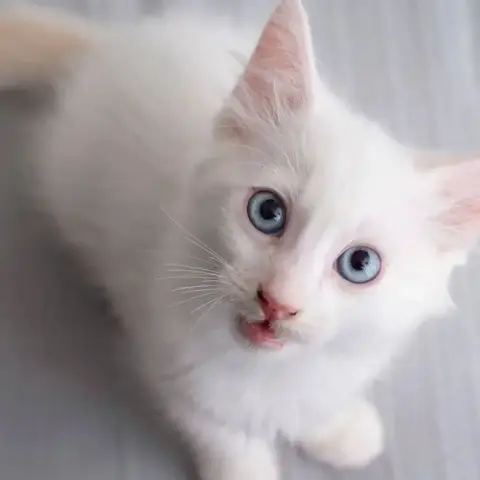 ✨️ Spicy ✨️ 🐱
