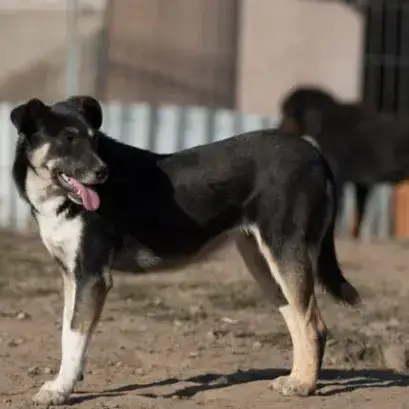 Rajah photo 3