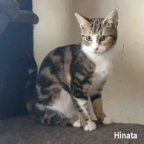 Hinata photo 3