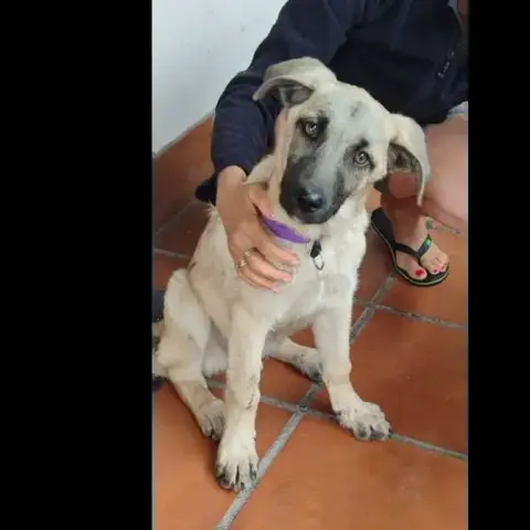 Taca
