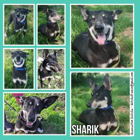 Sharik