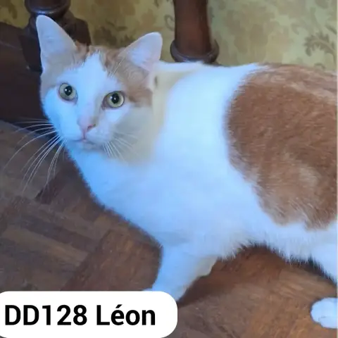 Léon
