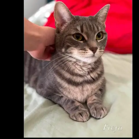 Freya