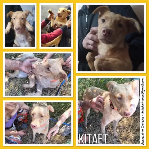 Kitaet