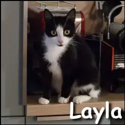 Layla