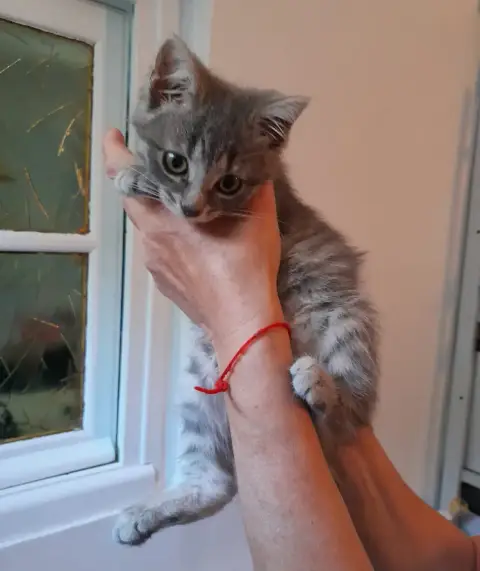 Théa