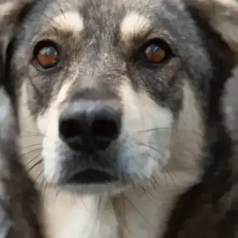 Falco