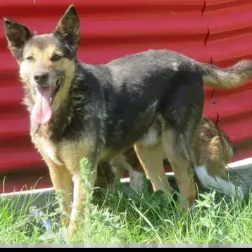 Bandit photo 2