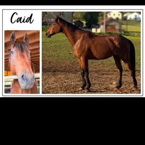 Caid