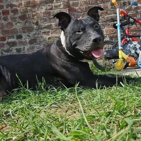 Paco