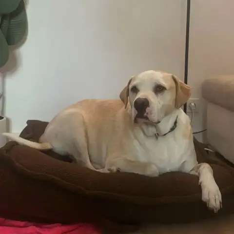 Ruben