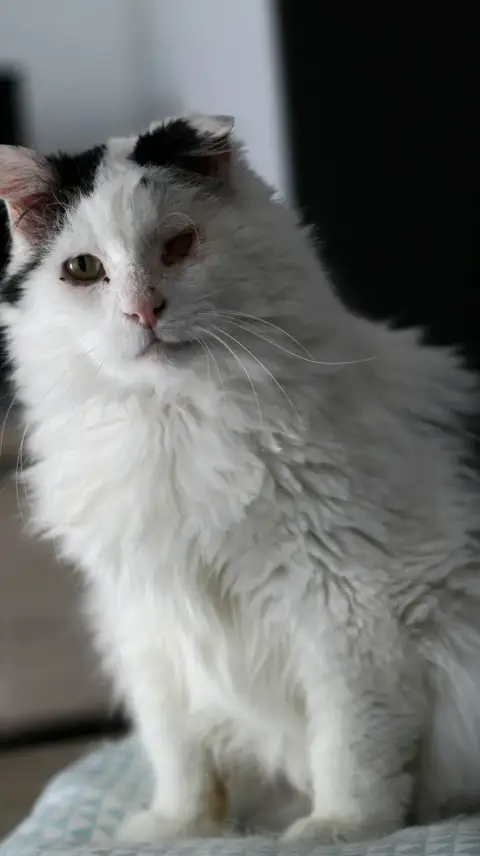 Gustave