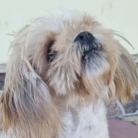 Daisy