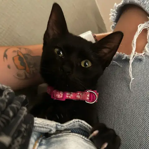 Anya