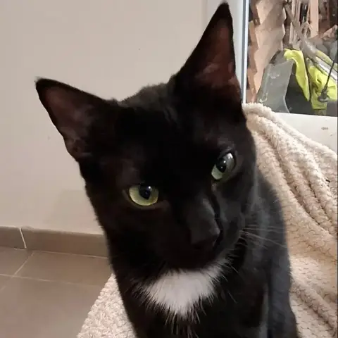 Cachou
