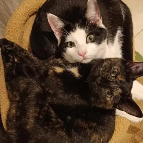 Zebulon photo 2