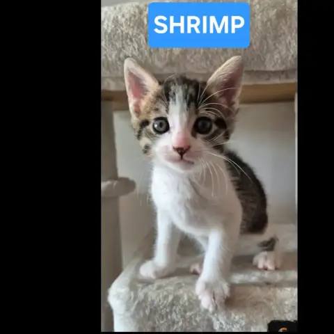 Barrel Et Shrimp photo 2