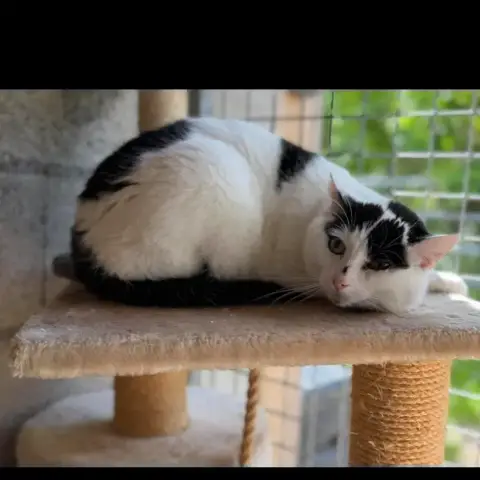 Câline