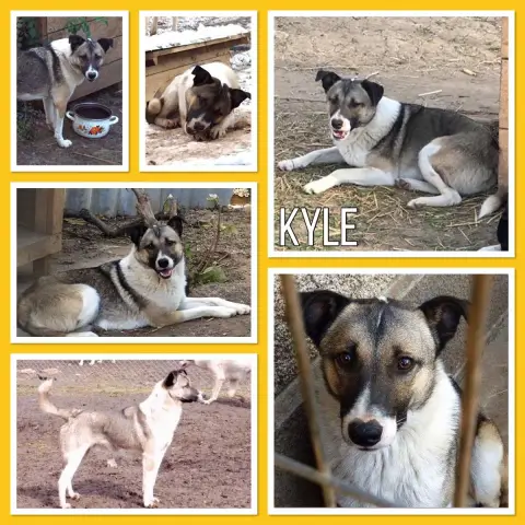 Kyle