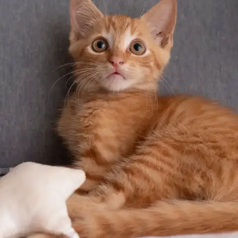 ✨️ Cooper ✨️ 🐱