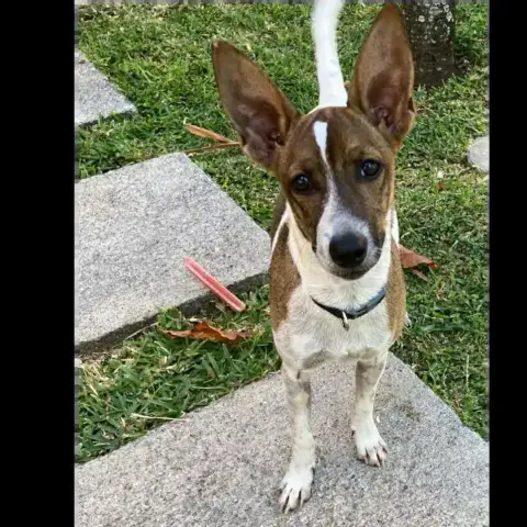 Dobby photo 2