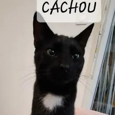 Cachou Et/Ou Moka