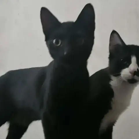 Batman Chaton Noir photo 2
