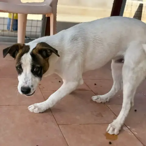 Rufus