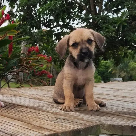 Milo Le Joyeux Petit Coquin photo 2