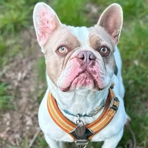 Ruben