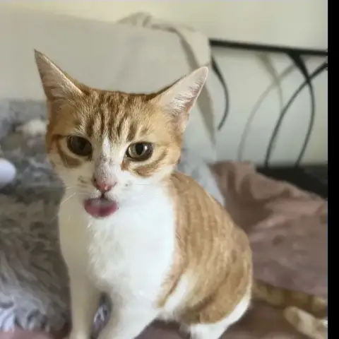 Sarabi