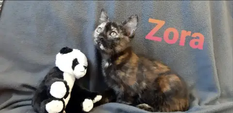 Zora