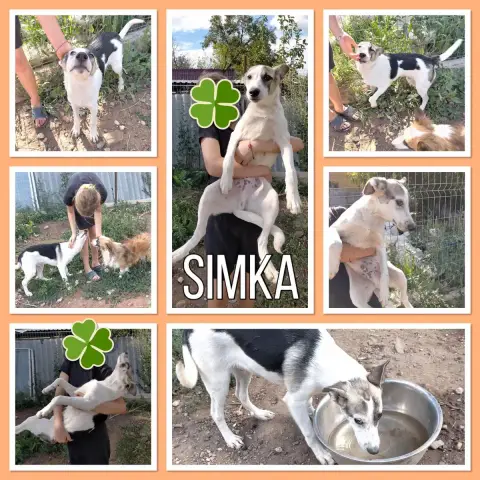 Simka