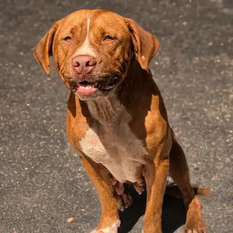 Starlett Chienne