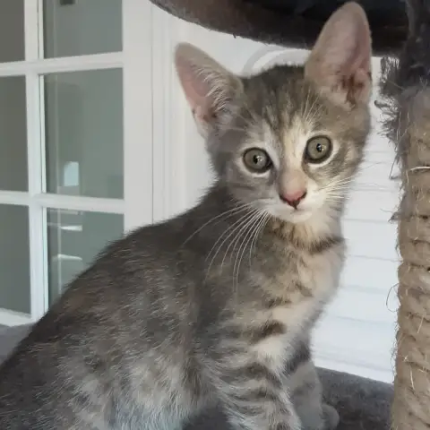 Nala photo 2