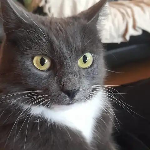 Minou