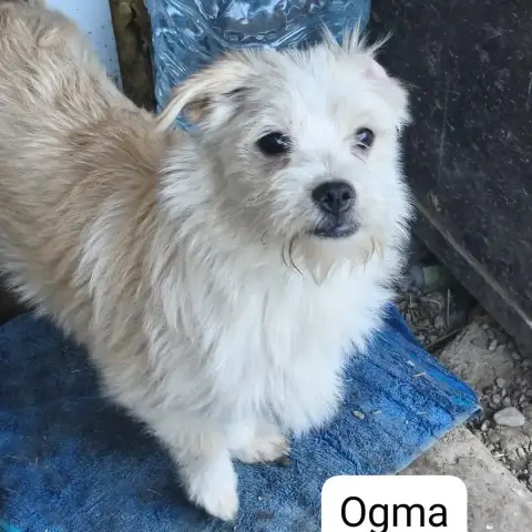 Ogma