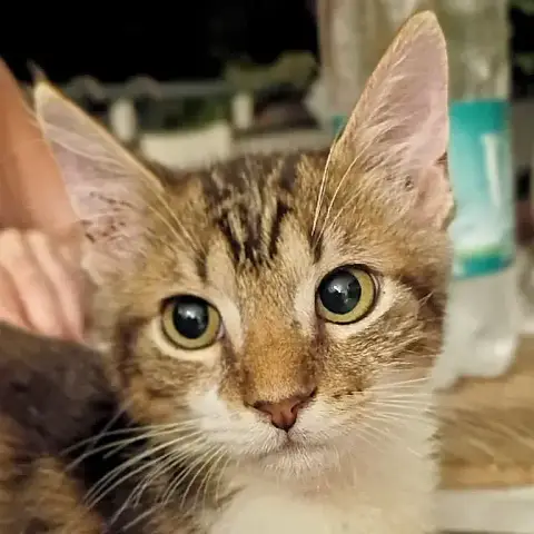 Barnabé