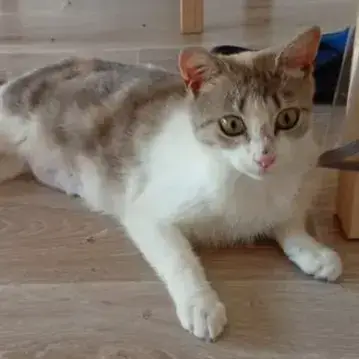 Coca