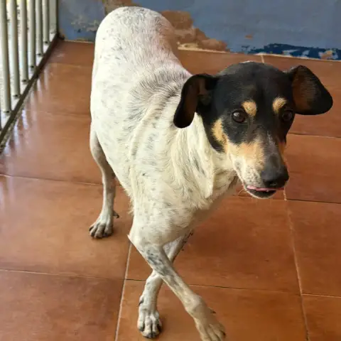 Maya