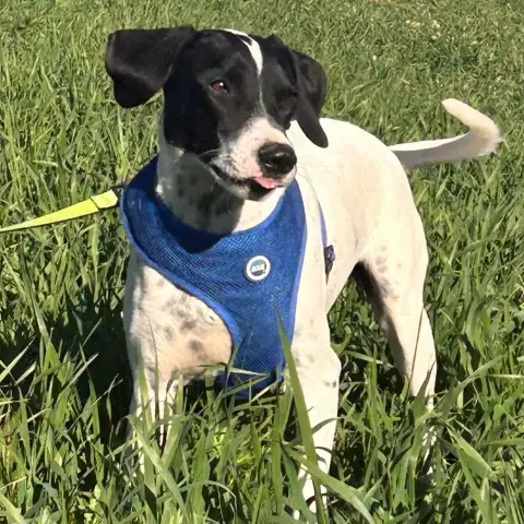 Toby