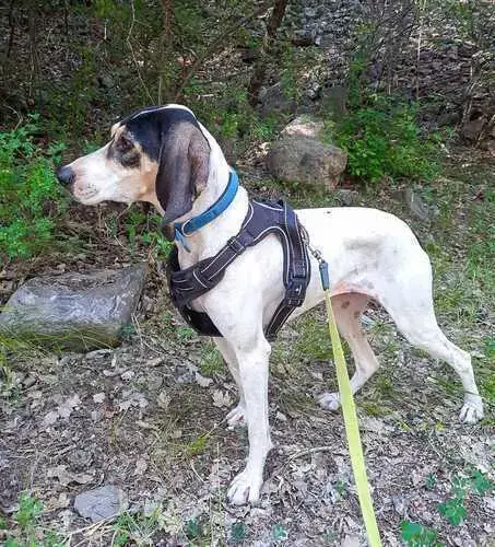 Dora