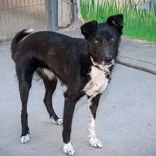 Suri