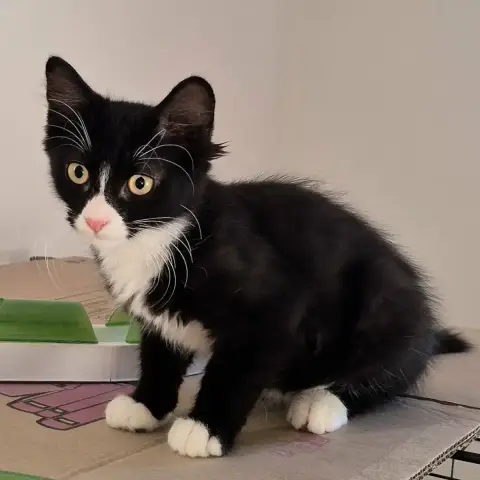 Merlin